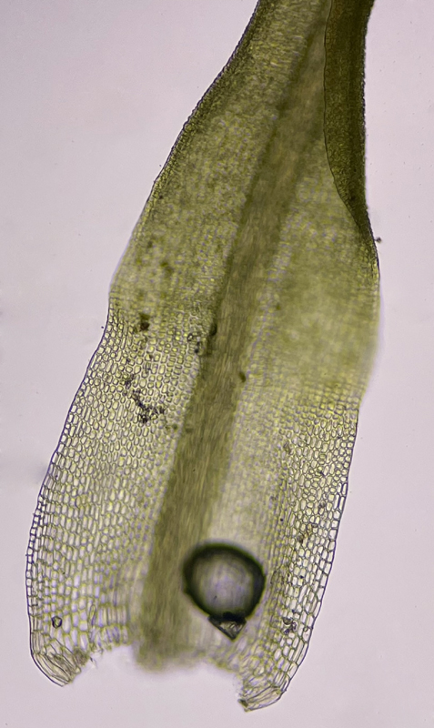 Weissia muhlenbergiana